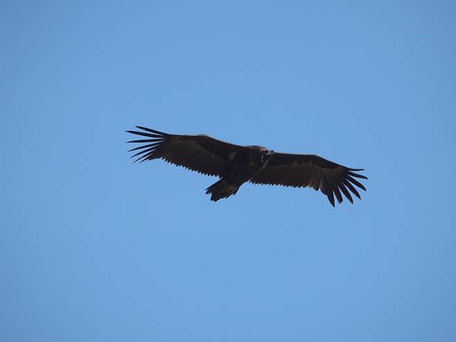 활강중인 독수리[국립생태원 제공]