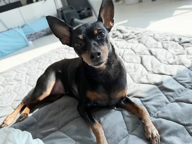 평생 가족을 기다리는 '까미'(제보자 제공) ⓒ 뉴스1