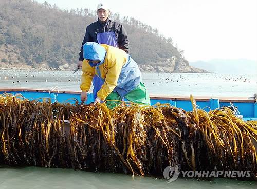 미역 채취 [연합뉴스 자료]