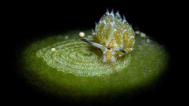 네이처 선정 2025년 최고의 과학사진./Giancarlo Mazarese/Ocean Photographer of the Year 2025