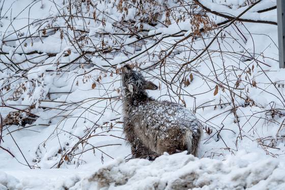 14일 강원도 설악산국립공원 도로 주변에서 먹이를 구하러 내려온 새끼 산양의 모습. 사진 국립공원을지키는시민의모임