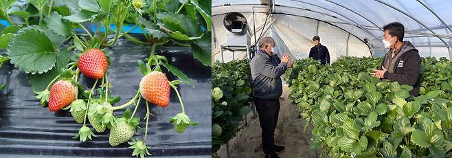 '설향' 딸기와 재배 포장. 충남도농업기술원 제공