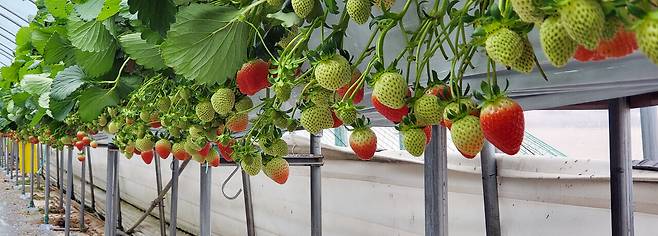 충남농업기술원이 개발한 딸기품종 '설향'은 이재명 대통령의 아내 김혜경 여사가 지난달 19일 아랍에미리트연합(UAE) 'K-할랄푸드(Attractive Halal Korean Food in UAE!)' 홍보행사를 통해 "대한민국 과일은 당도와 식감이 특히 뛰어나다"라고 극찬해 세계적으로 이목이 모아졌다. 충남도농업기술원 제공