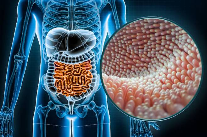 마이크로바이옴 관련 이미지. 기사에서 언급된 업체와는 무관함. [사진=픽사베이]