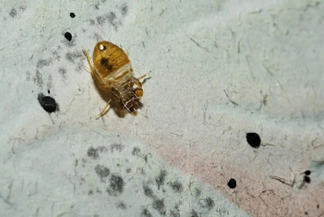 빈대.[프랑스 방제업체 ‘punaises-expert’ 홈페이지 갈무리]