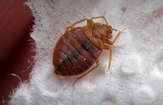 빈대.[세스코 블로그 갈무리]