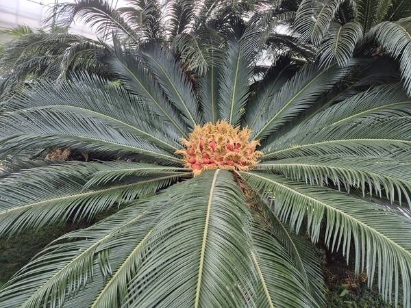 왕궁 포레스트 식물원 소철꽃