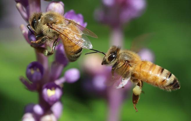 8월 26일 오전 제주 서귀포시 남원읍 휴애리 자연생활공원에서 꿀벌이 맥문동 꽃에서 꿀을 따고 있다.(사진=연합뉴스)