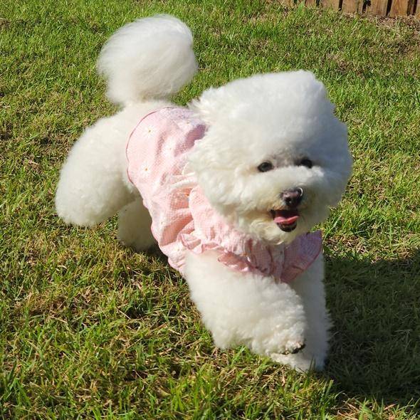 비숑 프리제. 한국일보 자료사진