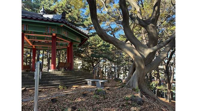 제주시 연동 삼무공원에서 발견된 팽나무 연리목