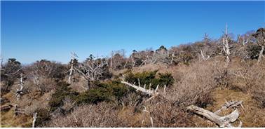 한라산에서 죽어가고 있는 구상나무 군락[국립생태원 제공]