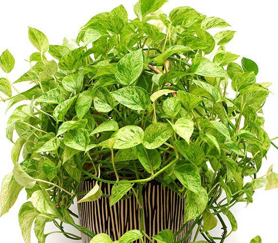 스킨답서스 농업기술포털 ‘농사로’ 누리집