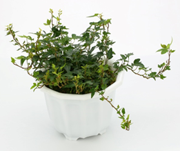 아이비 농업기술포털 ‘농사로’ 누리집