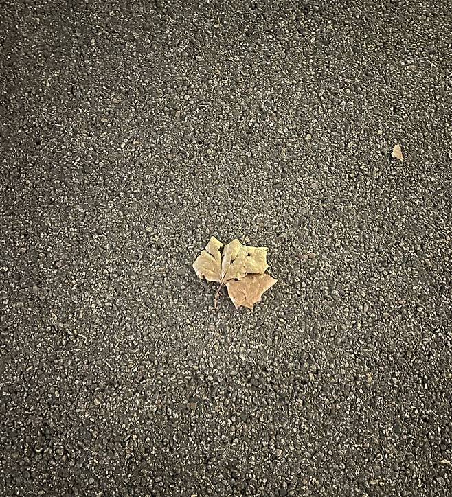 떨어진 낙엽에도 탄성을 지르던 스타 배우의 가는 길에도 낙엽이 떨어져 있었다. /사진=서윤경 기자