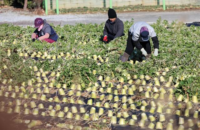 22일 강원 강릉시 경포동 들녘에서 농민과 외국인 노동자들이 막바지 무 수확을 하느라 바쁜 모습이다. 연합뉴스