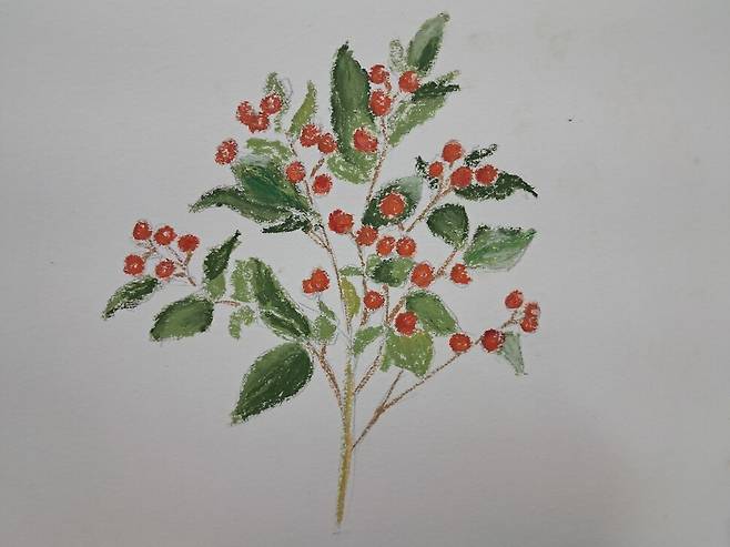 백량금. 일러스트레이션 차지우