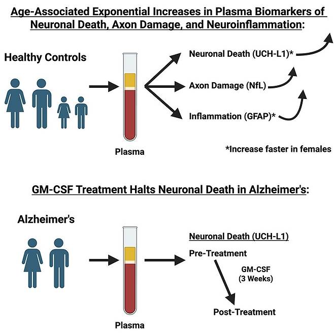 "수십년 된 약물, 알츠하이머병 뇌세포 사멸·인지 저하 완화" 세포 손실 등 뇌 신경세포 변화는 생애 초기부터 진행되다가 나이가 들면서 급격히 빨라지지만 암 치료 등에 사용돼온 사그라모스팀(sargramostim·GM-CSF)이 이런 손상을 늦추고 인지 저하를 완화할 수 있는 것으로 나타났다. [Cell Reports Medicine, Huntington Potter et al.제공. 재판매 및 DB 금지]