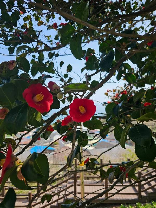 대청도에 핀 동백나무 [경인방송DB]&nbsp;