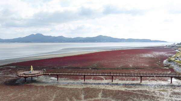 &nbsp;석모도 갯벌 위 칠면초 단풍 [경인방송DB]
