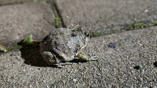 진주시 평거 4지구 사유지 인근 인도에서 발견된 맹꽁이. /경남도민일보 DB