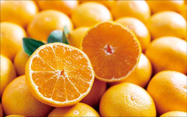 오늘날 우리가 재배하는 귤은 에밀 타케 신부가 들여온 ‘온주밀감’이다. 클립아트코리아