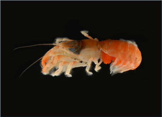 제주 서귀포 연안에서 전 세계적으로 처음 확인된 쏙류 신종 1종과 국내 미기록 게붙이류 1종이 발견됐다. 사진은 8월 발견된 신종 쏙류. 국립생물자원관