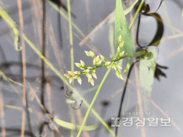 김은주씨 '좀조개풀' 울산시 제공