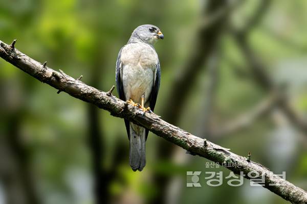 조현표씨 '붉은배새매'. 울산시 제공
