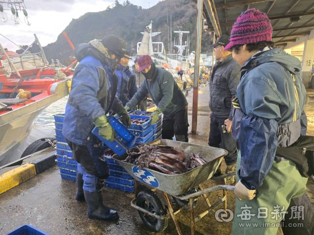 23일 경북 울릉도 저동항. 위판이 끝난 오징어를 활복하기 위해 옮기고 있다. 조준호 기자