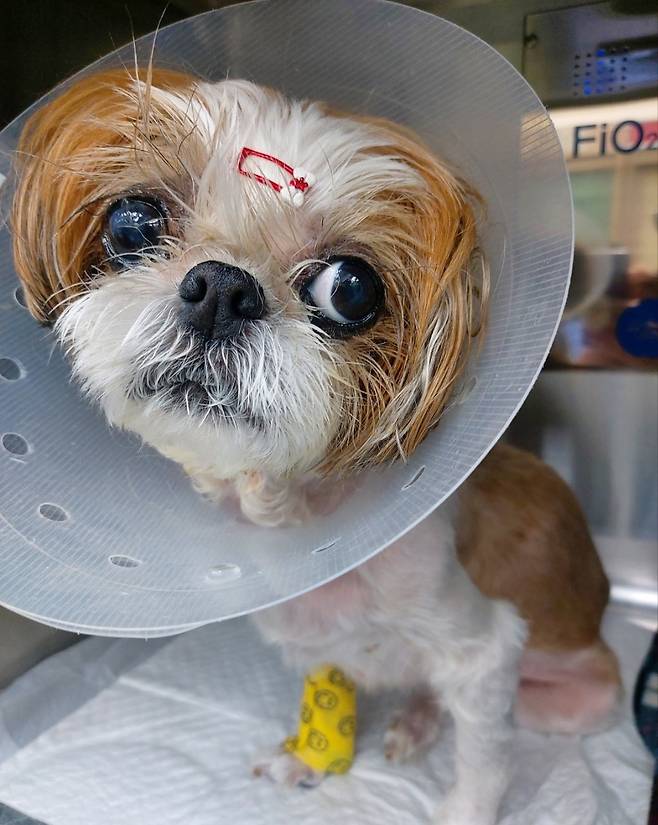 쥬시의 입원 중 모습(동물병원 제공) ⓒ 뉴스1