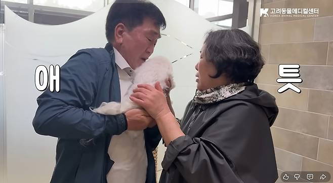 고려동물메디컬센터 공식 유튜브 2025년 최다 조회 콘텐츠는 전남 광주에서 충북 청주까지 와서 치료를 받은 말티즈(몰티즈) 소금이 사연을 담은 영상이 선정됐다(유튜브 갈무리). ⓒ 뉴스1