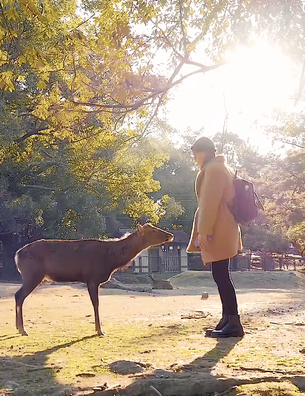 일본 나라 지역에서 사슴이 관광객과 꾸벅 고개 숙여 인사하는 듯한 모습을 취하고 있다. 일본 정부 관광국이 운영하는 엑스 계정 ‘visit japan’ 갈무리.