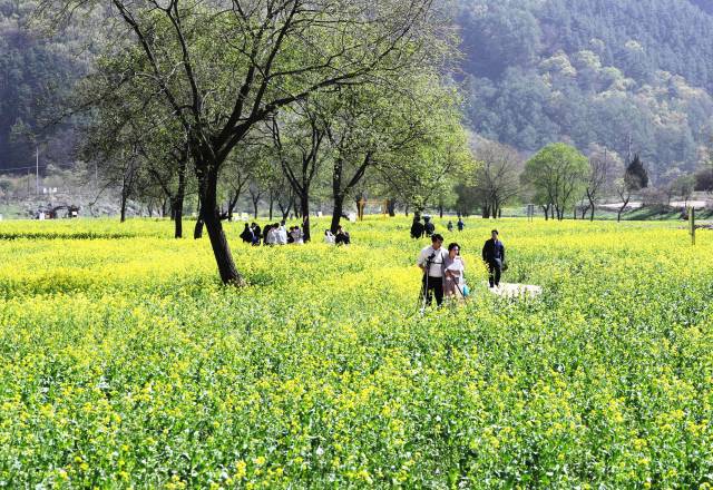 충북 옥천군 친수공원 유채꽃 단지를 찾은 도민들. 사진 제공=충북도의회