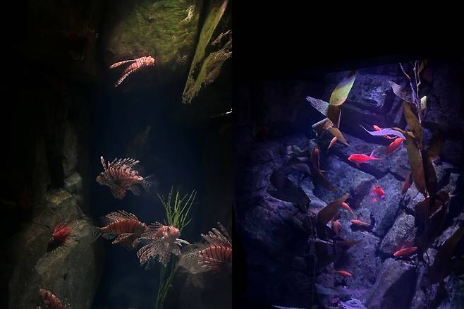 김수연 기자 xunnio410@donga.com