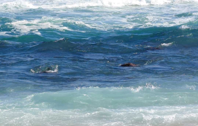 ▲ 25일 오전 11시 51분쯤 강릉시 강문동 강문해변 해상에서 “익수자로 보이는 물체가 떠 있다”는 신고가 접수돼 소방당국과 강릉해경이 인양했다. 강원소방본부 제공