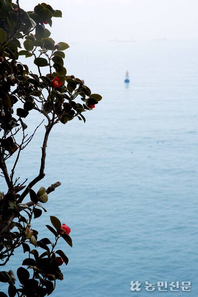바다와 함께 감상할 수 있는 전남 여수 오동도의 동백. 농민신문DB