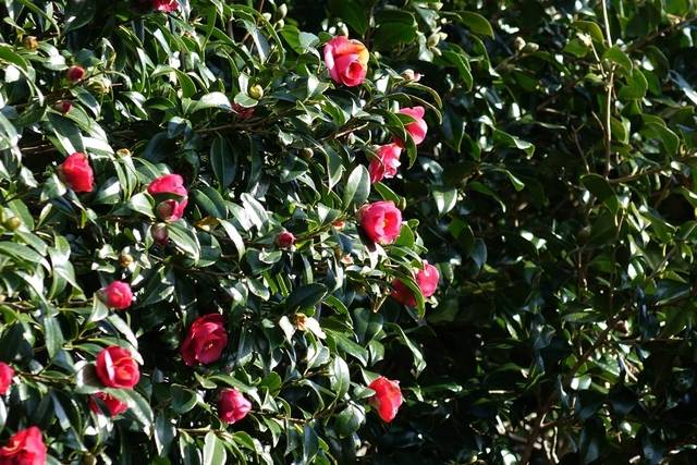 제주 서귀포시 남원읍 위미리의 동백군락인 ‘위미리3760’의 동백. 비짓제주 누리집