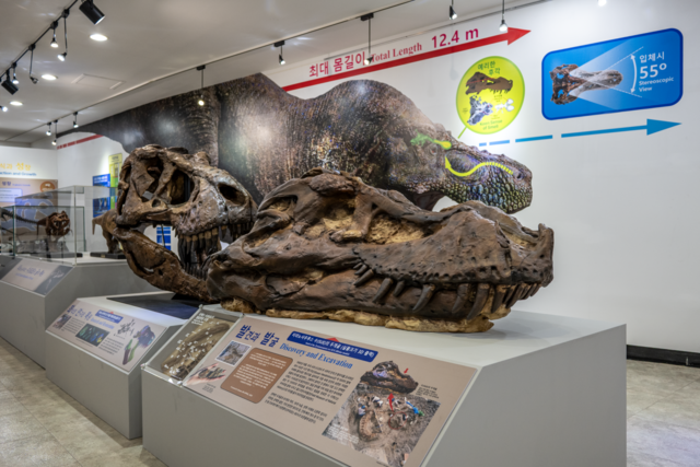 티라노사우루스 표본 수(SUE)의 머리뼈 3D 출력 모형. 지질자원연 제공.