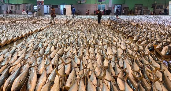 A large volume of yellowtail from Jeju Island fill the auction floor at the Busan Cooperative Fish Market on Jan. 13. [JOONGANGILBO]