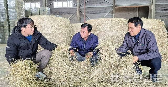 송영현 충남 당진축산농협 당진TMR대표(오른쪽)가 직원과 함께 조사료 건조상태를 확인하고 있다.
