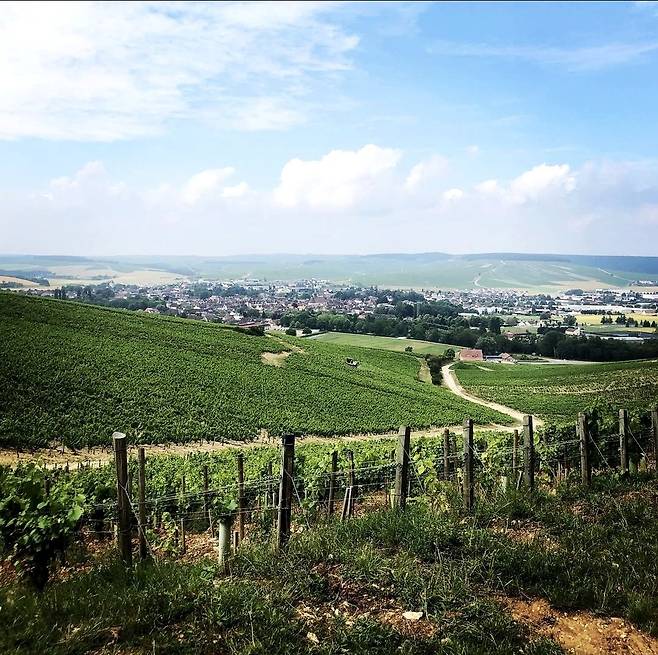 도멘 장 꼴레 그랑크뤼 발뮈르 포도밭 전경. 인스타그램