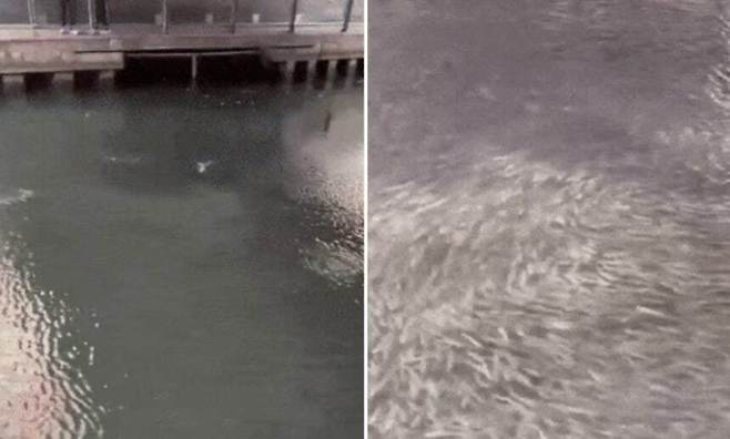 일본 오사카가 도톤보리강에서 대량의 숭어 무리가 포착됐다. 출처=엑스(X·옛 트위터)