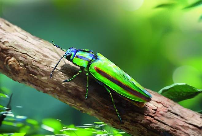 비단벌레. 김종우 제공