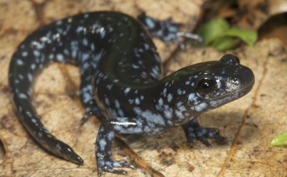 푸른점도롱뇽. 사진=indiana herp atlas