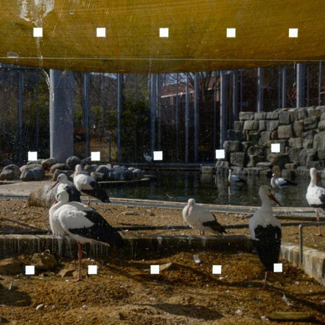 지난 19일 광주 북구 우치동물원 큰물새장 유리벽. 높이 5cm, 폭 10cm 간격으로 패턴을 넣어야 하는 ‘5×10 규칙’을 제대로 이해하지 못한 채, 가로와 세로 간격을 거꾸로 뒤바꿔 시공했다. 광주=하상윤 기자