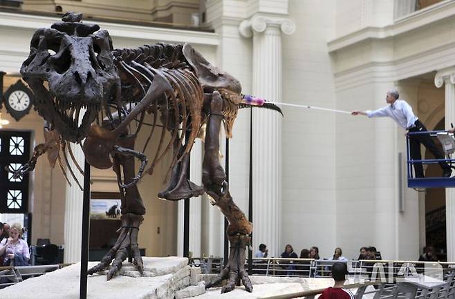 [시카고=AP/뉴시스]시카고 필드 박물관의 화석 척추동물 컬렉션 매니저인 빌 심슨이 2010년 5월12일 시카고 필드 박물관에 전시된 티라노사우루스 '수' 화석의 먼지를 제거하기 위해 손을 뻗고 있다. 2010.05.12.