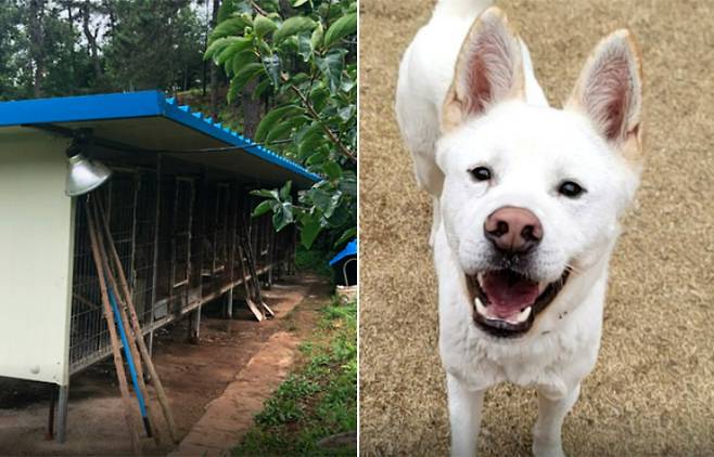 보신탕집 옆 뜬장에 갇혀 있던 돌산이. 카라 제공