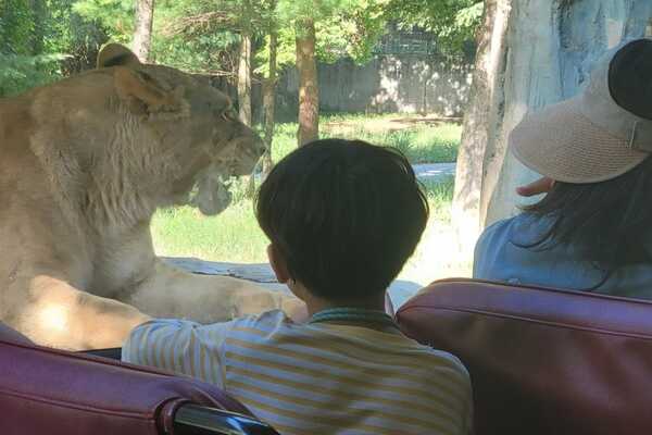 &nbsp;'사파리'는 대전오월드가 자랑하는 핵심 콘텐츠다. 사파리 관람객인 한 어린이가 사자를 바라보고 있다.