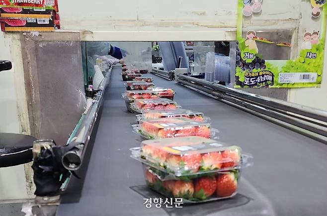 공동선별장에서 500ｇ 단위로 소포장 된 딸기가 컨베이어벨트를 따라 출하장으로 이동하고 있다. 이재덕 기자