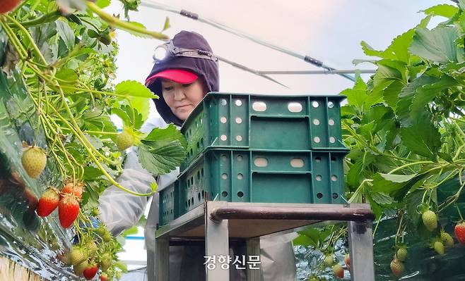 충남 논산 연무읍의 한 딸기 농장에서 딸기를 수확하는 몽골인 계절 근로자. 경향신문 자료사진